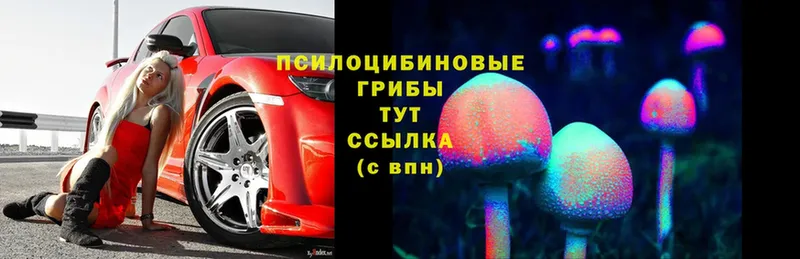 Псилоцибиновые грибы Cubensis  Ильский 